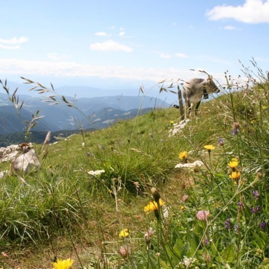 Impressionen vom Fronthof in Völs am Schlern