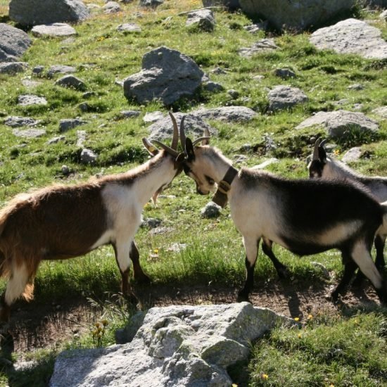 Impressionen vom Fronthof in Völs am Schlern