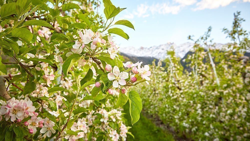 Frühlingszeit heißt Südtirol blüht auf