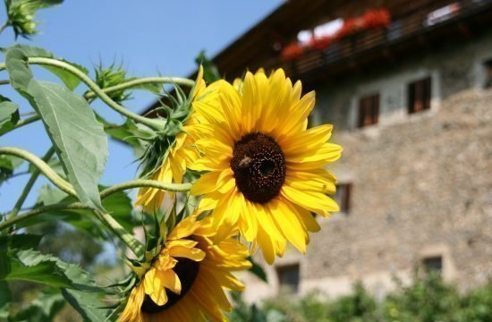 Impressionen vom Fronthof in Südtirol