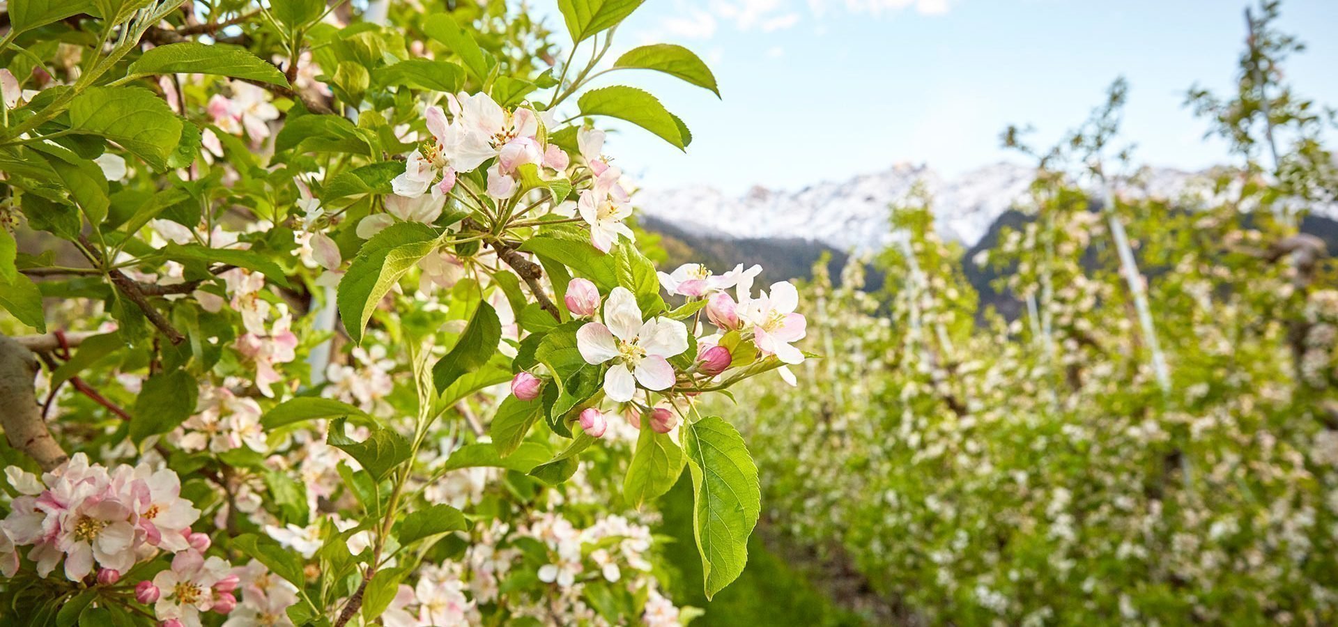 Wandern in Völs am Schlern – Ihr Genussurlaub rund ums Jahr