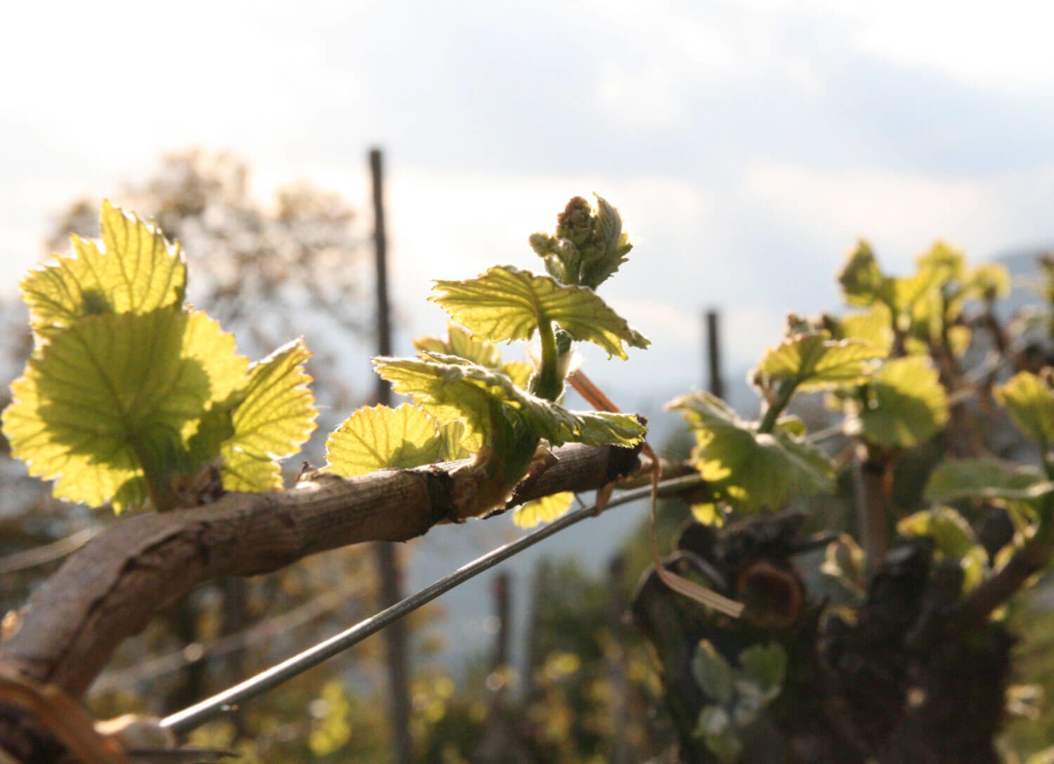 weingut-voels-suedtirol-(2) Frühlingszeit heißt Südtirol blüht auf